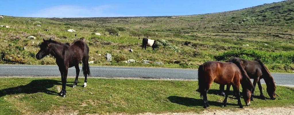 Penelewey Tours Cornwall